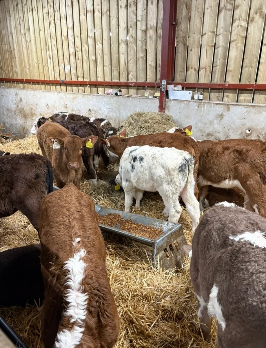 18 grass calves for sale🔥🔥🔥 - Image 1