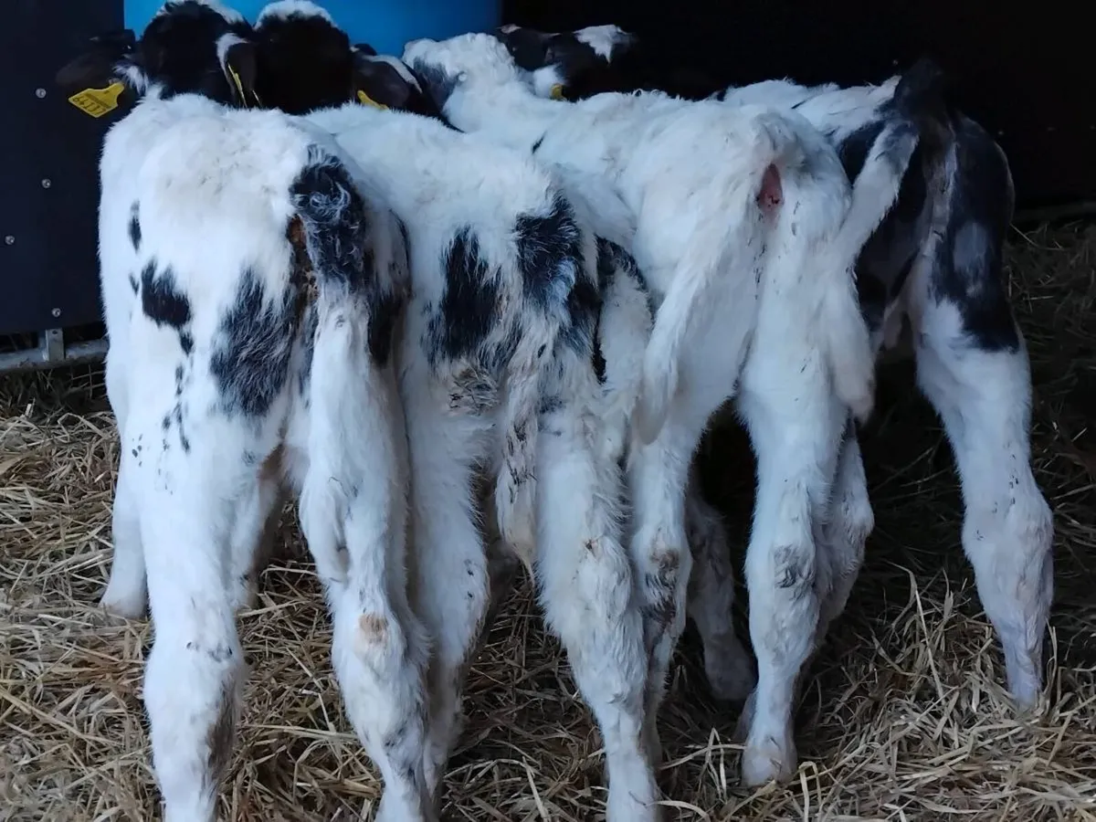 5 Belgian Blue Bull Calves - Image 2