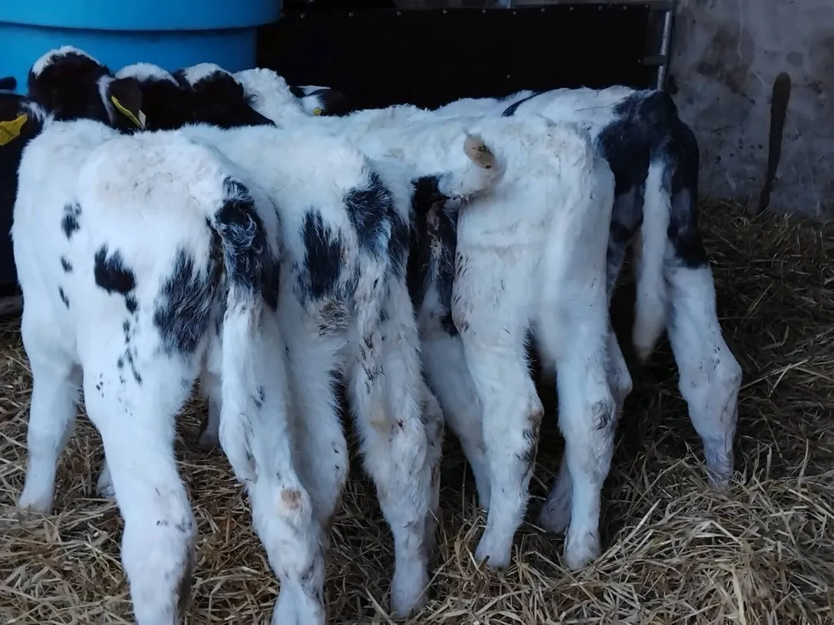 5 Belgian Blue Bull Calves - Image 3