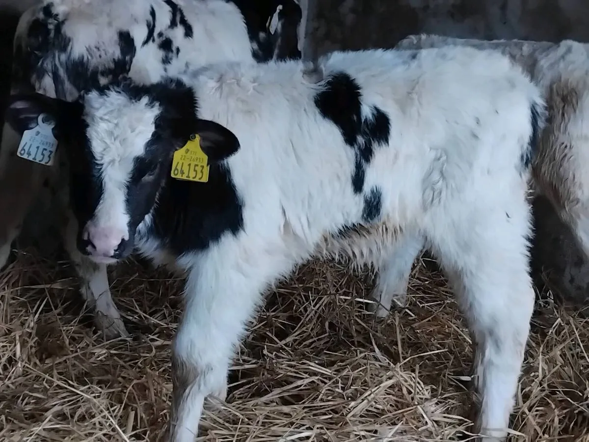 5 Belgian Blue Bull Calves - Image 4