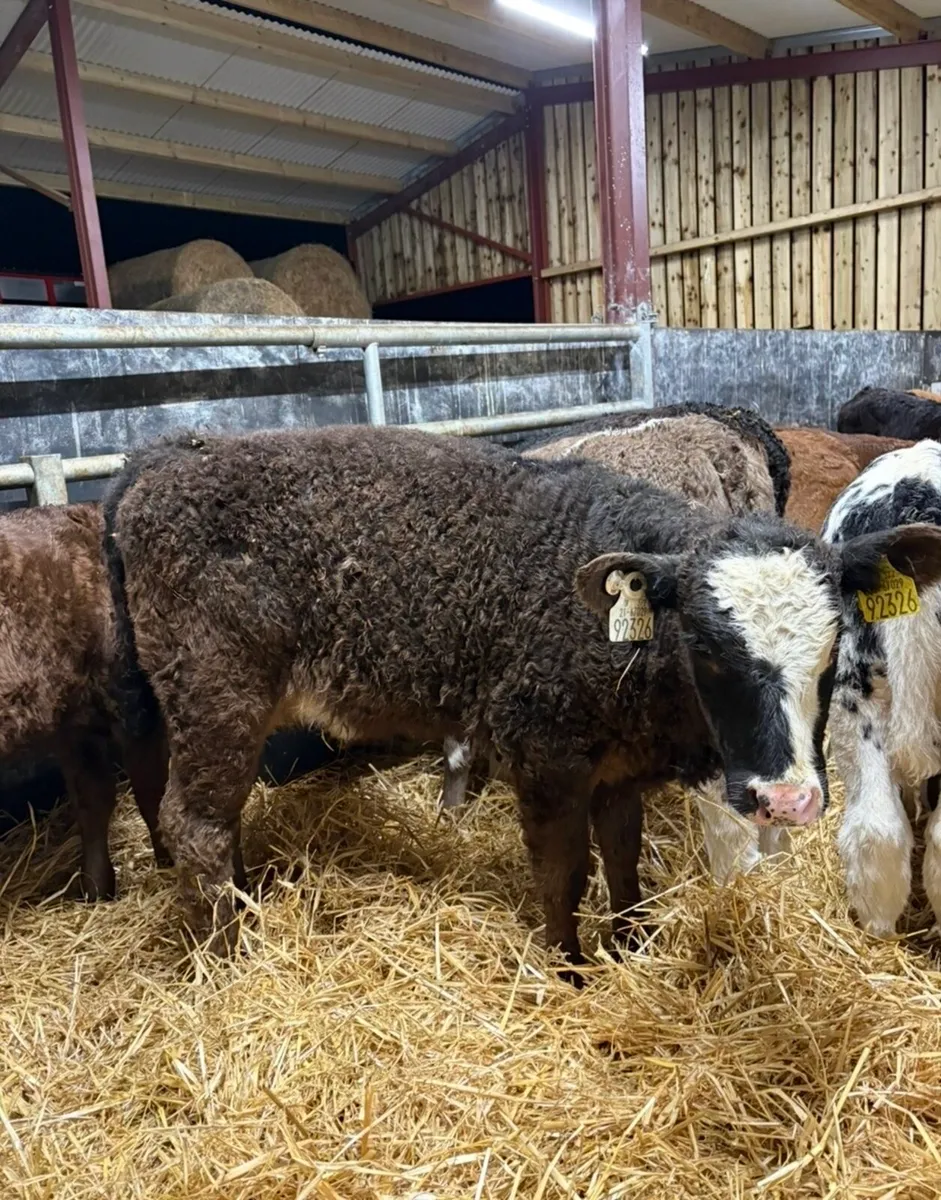 18 grass calves for sale🔥🔥🔥 - Image 2