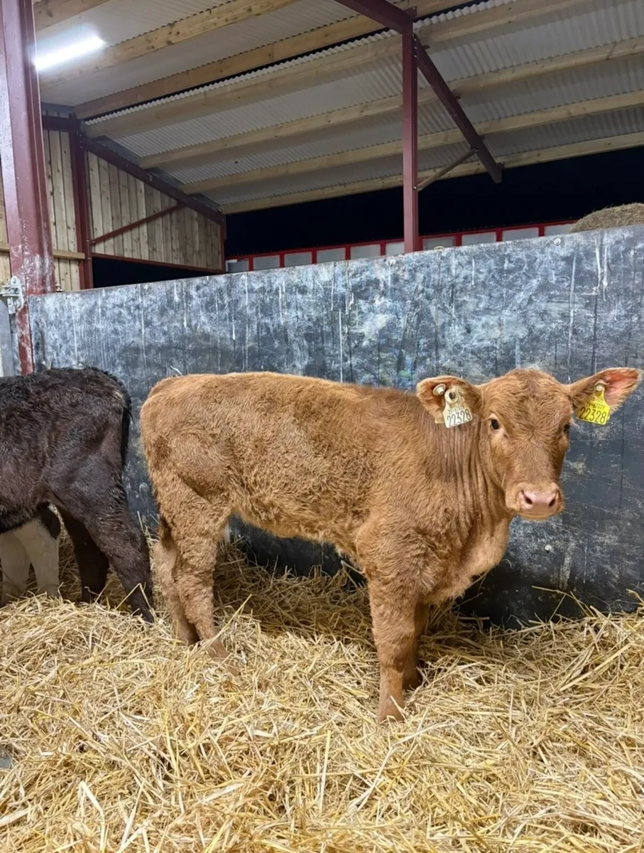 18 grass calves for sale🔥🔥🔥 - Image 4