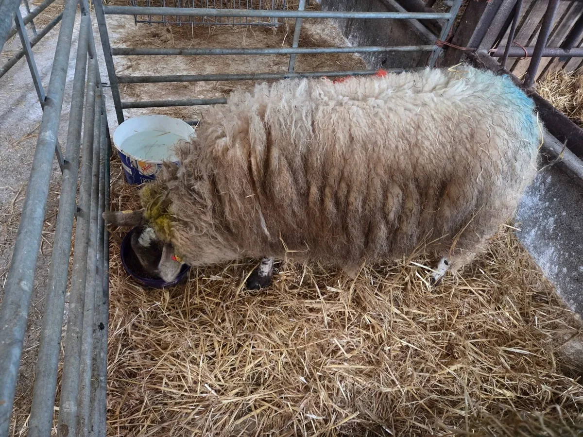 Foster ewe