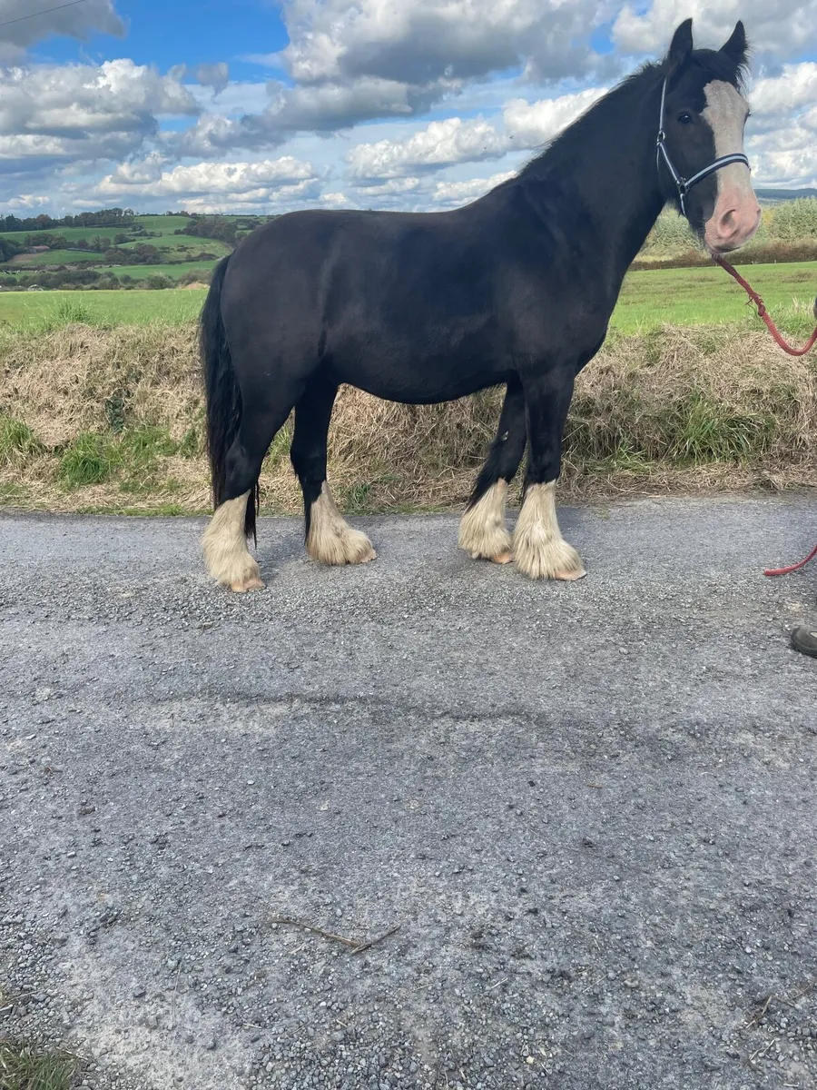 15 hand black cob - Image 2