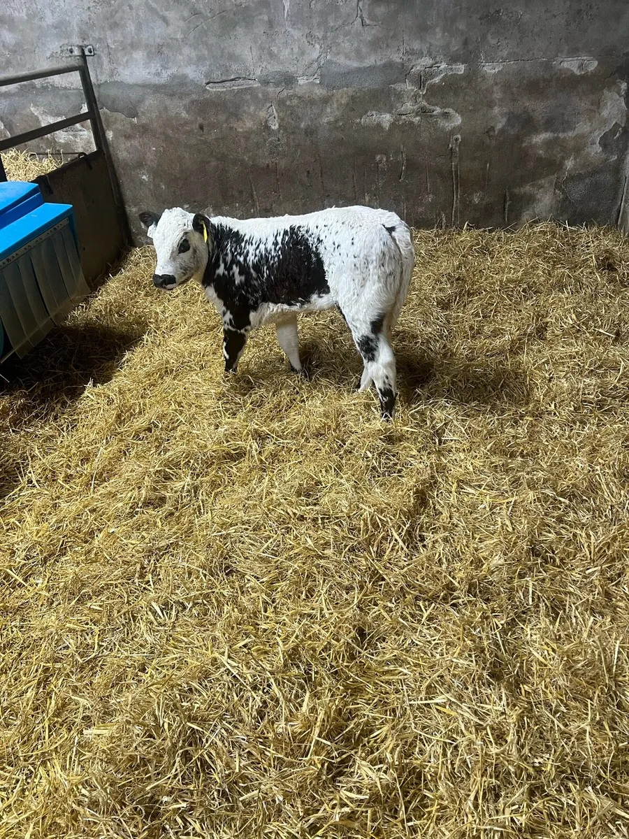 Specal park heifer calf for sale - Image 4