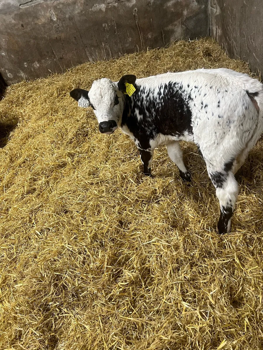 Specal park heifer calf for sale - Image 1