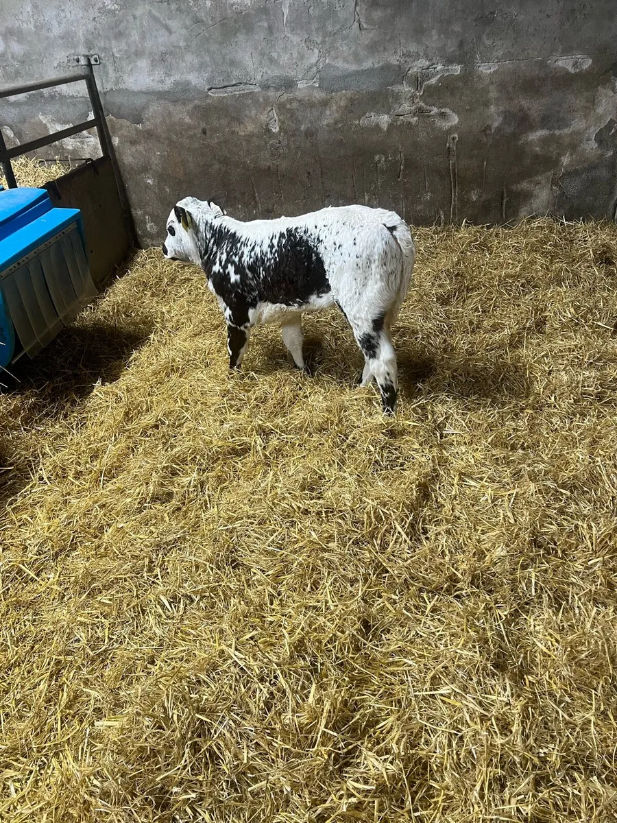 Specal park heifer calf for sale - Image 2