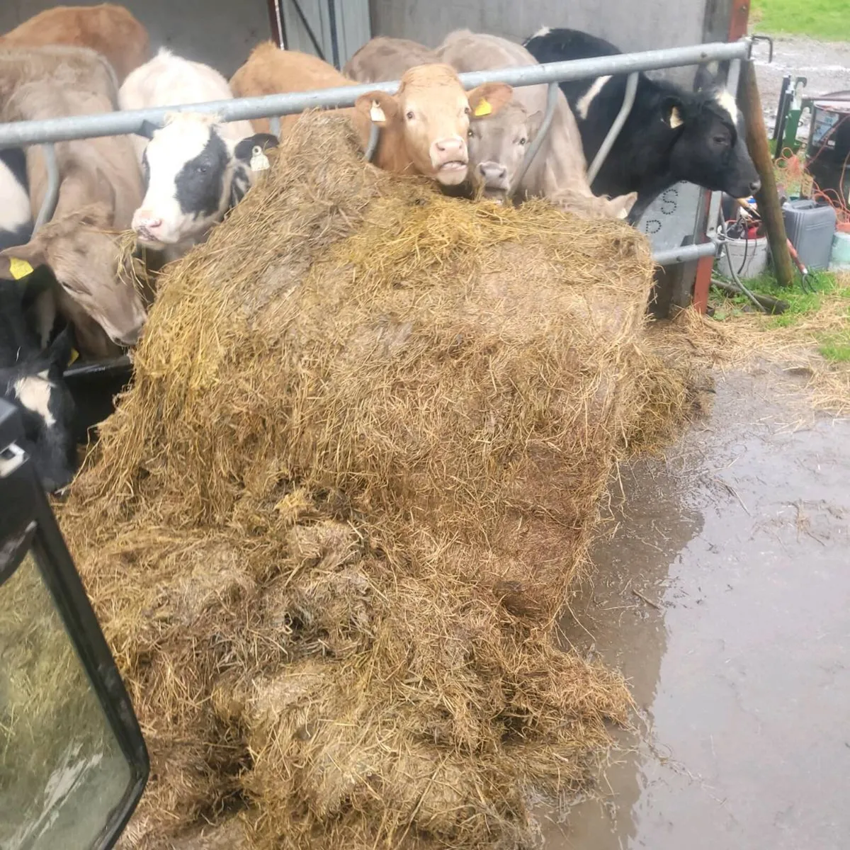 Silage 1st cut - Image 2