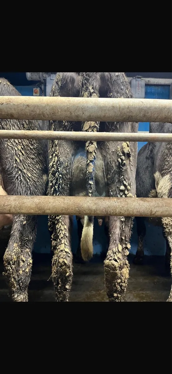 4 dairy cows for sale - Image 4