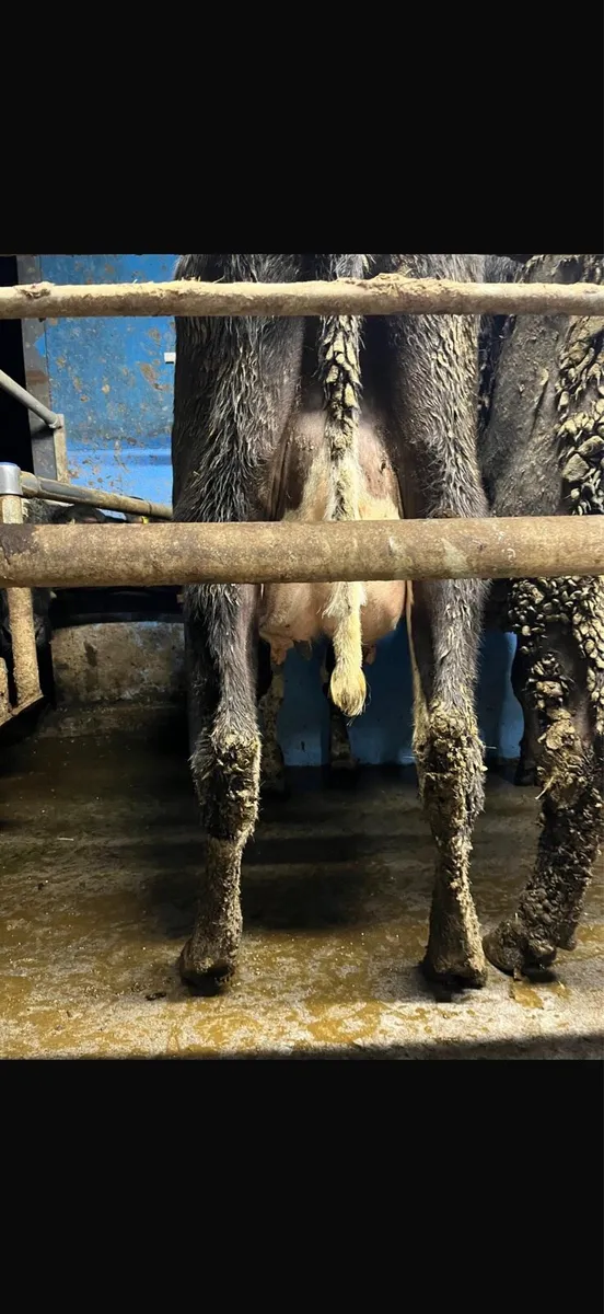 4 dairy cows for sale - Image 3