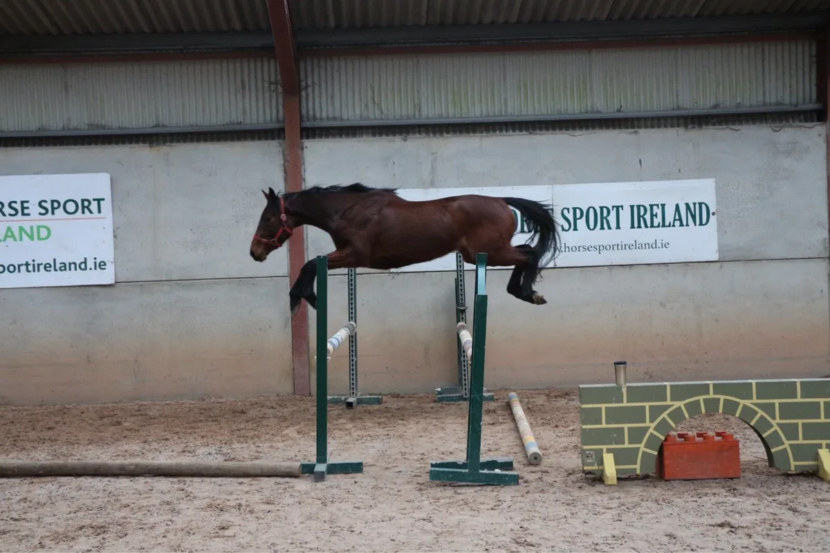 Top 3 year old by Diarado - Image 2