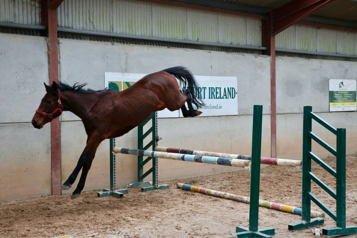 Top 3 year old by Diarado - Image 3