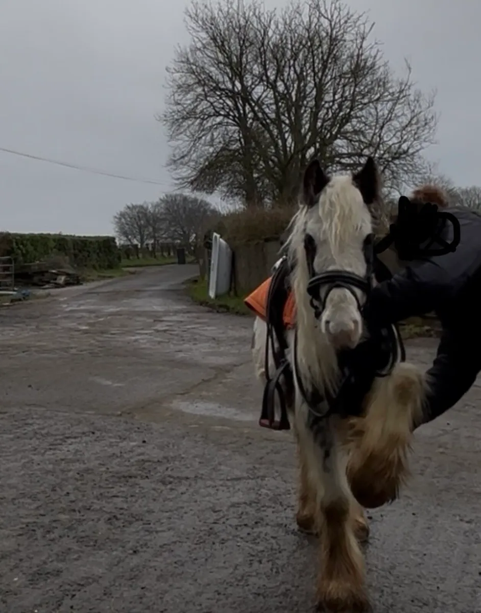 12hh lead rein/childs pony - Image 2