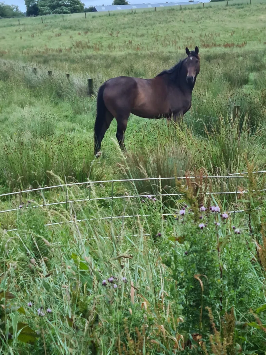 Unbroken thoroughbred horses - Image 1