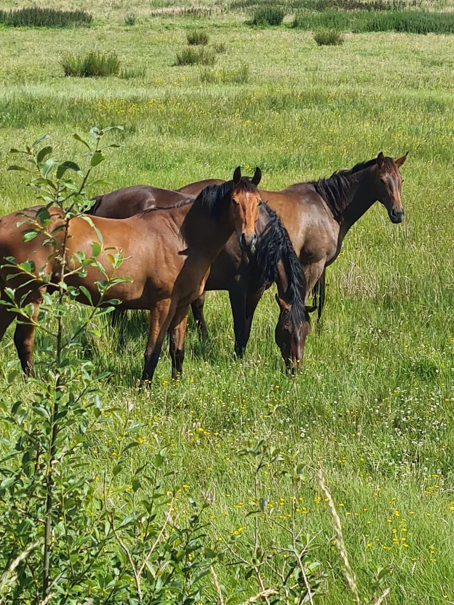 Unbroken thoroughbred horses - Image 2