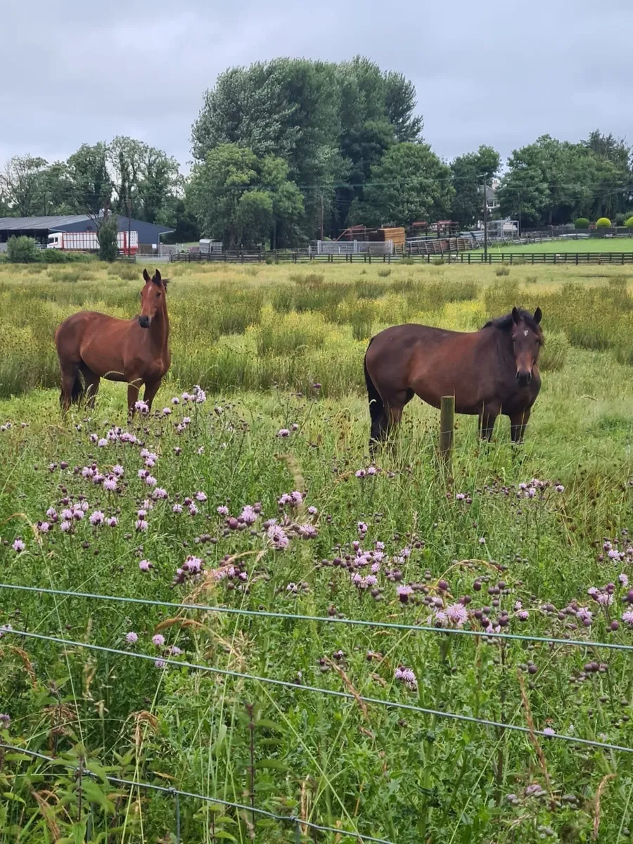 Unbroken thoroughbred horses - Image 3
