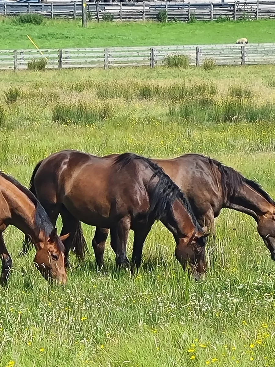 Unbroken thoroughbred horses - Image 4