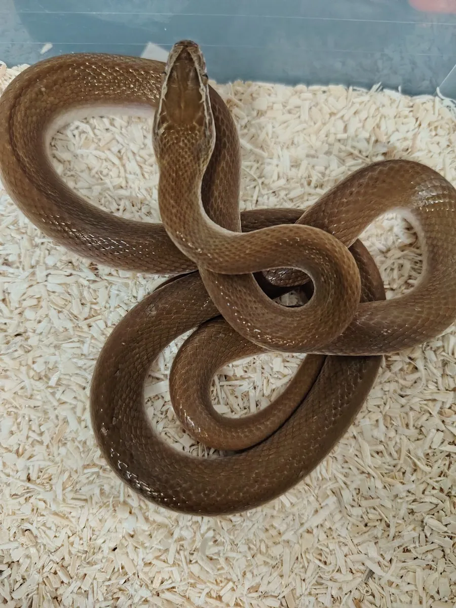 Snakes and Lizards for sale - Image 4