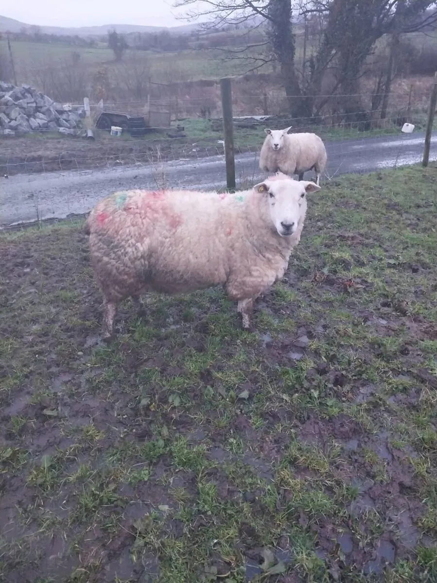 Foster ewe - Image 1