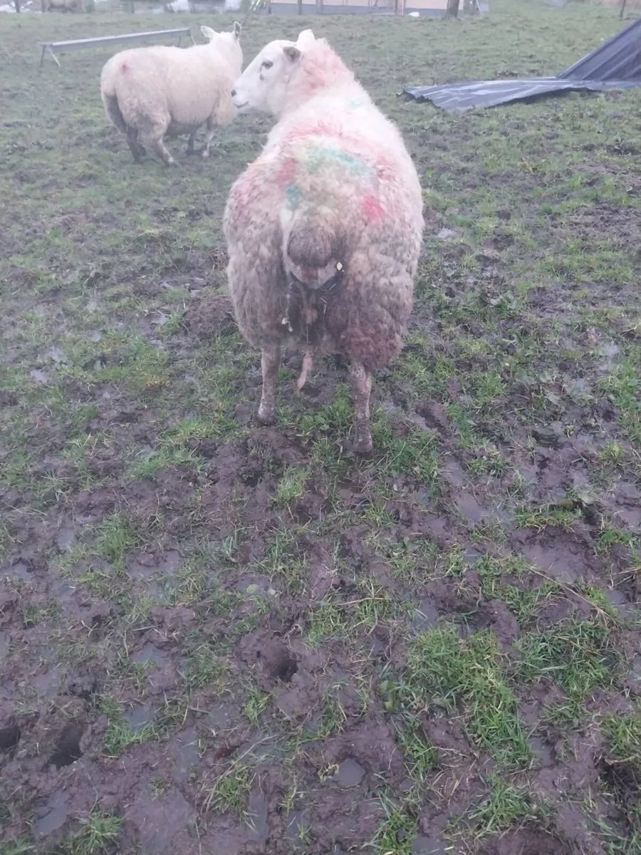 Foster ewe - Image 2