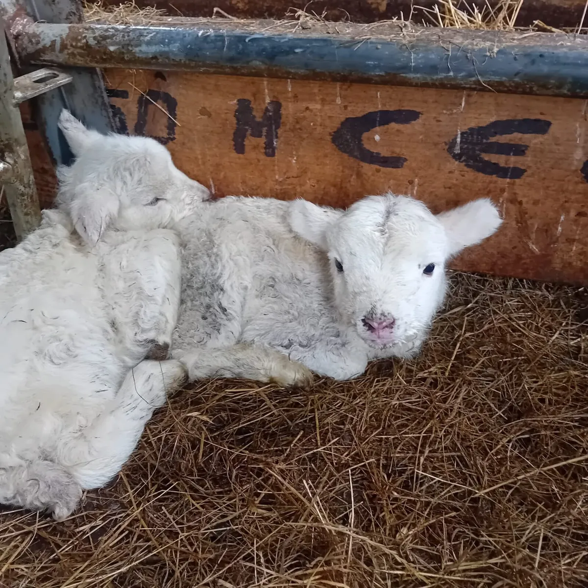 2 Pet Lambs - Image 1