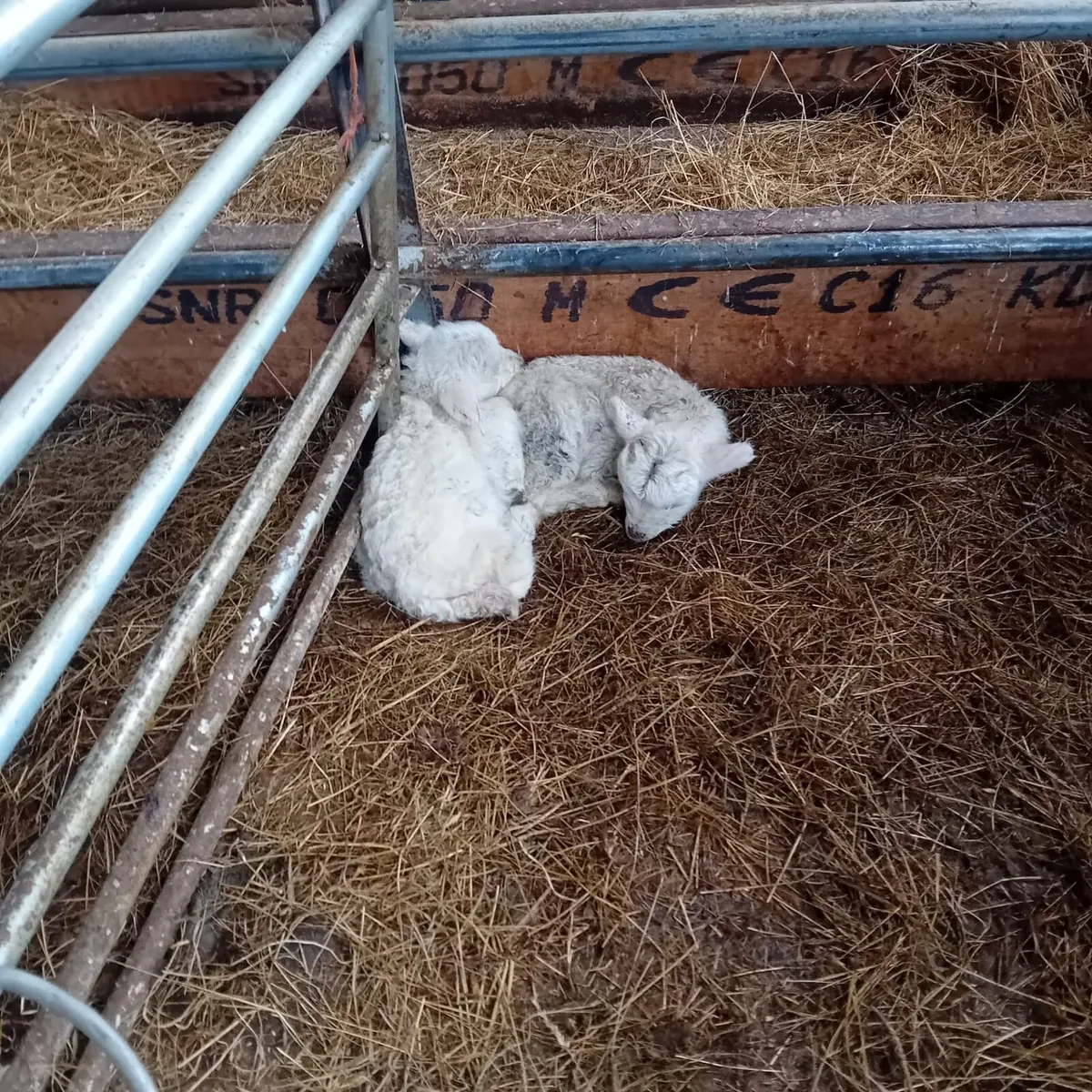 2 Pet Lambs - Image 2