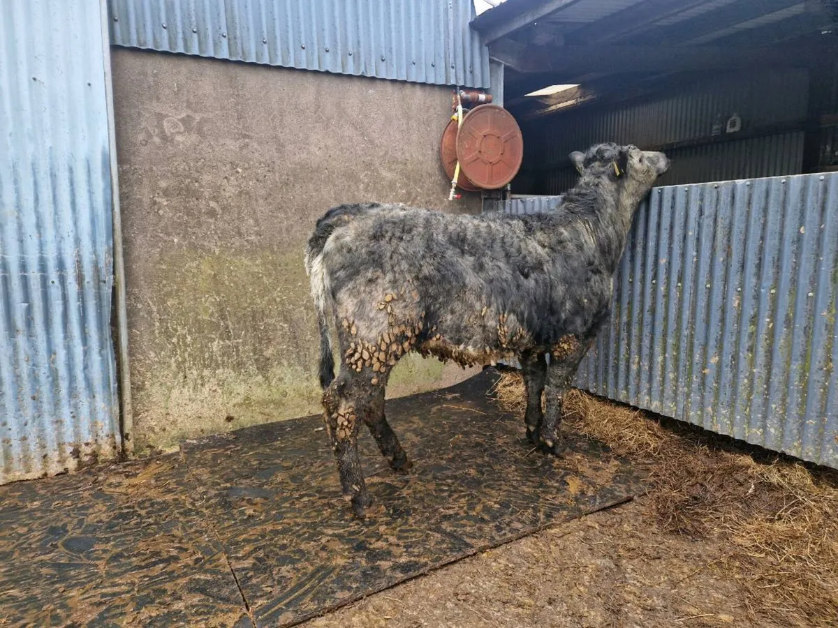 Breeding heifer - Image 3