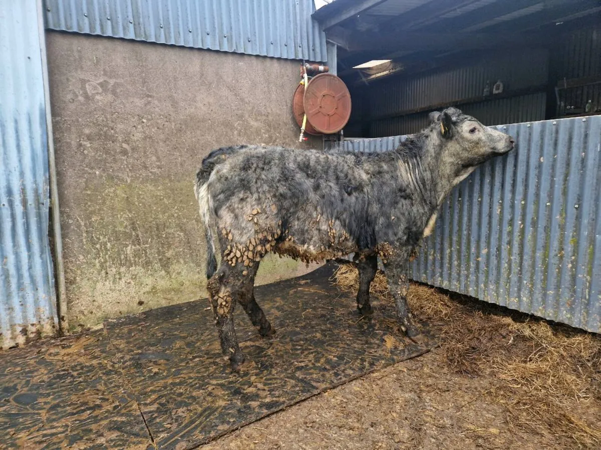 Breeding heifer - Image 2