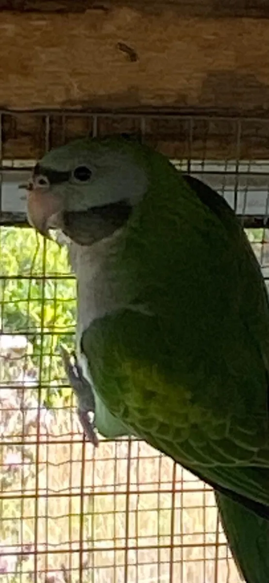 Derbyan parrot (female) - Image 2