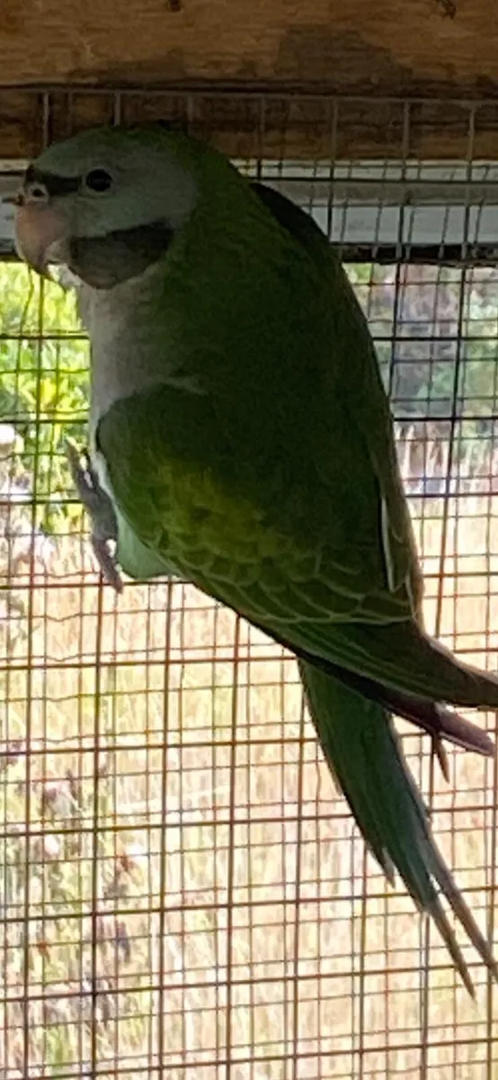 Derbyan parrot (female) - Image 3