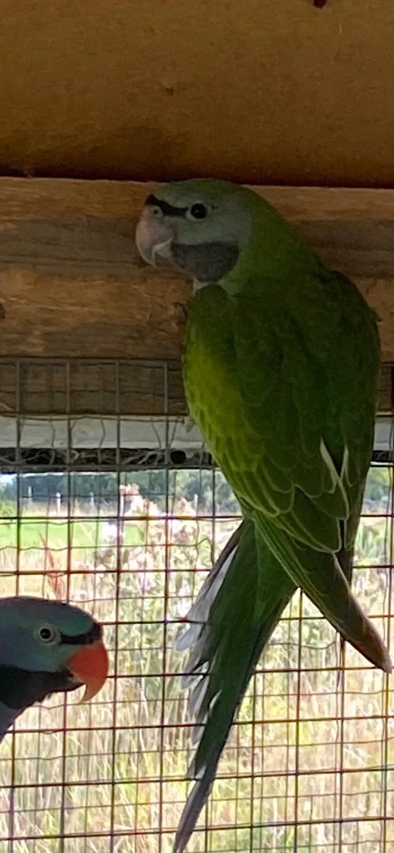 Derbyan parrot (female) - Image 4