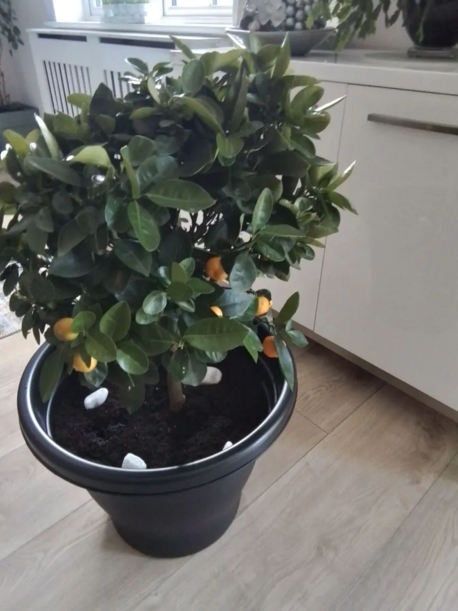 Potted orange tree