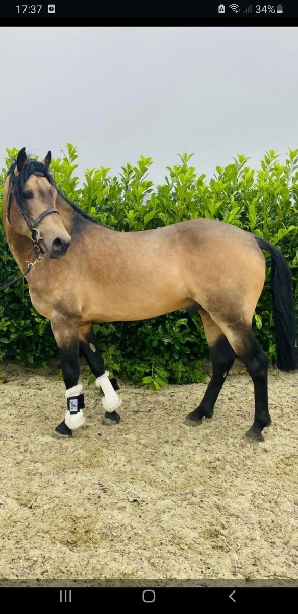 Class 1 Dun Connemara Stallion - Image 1