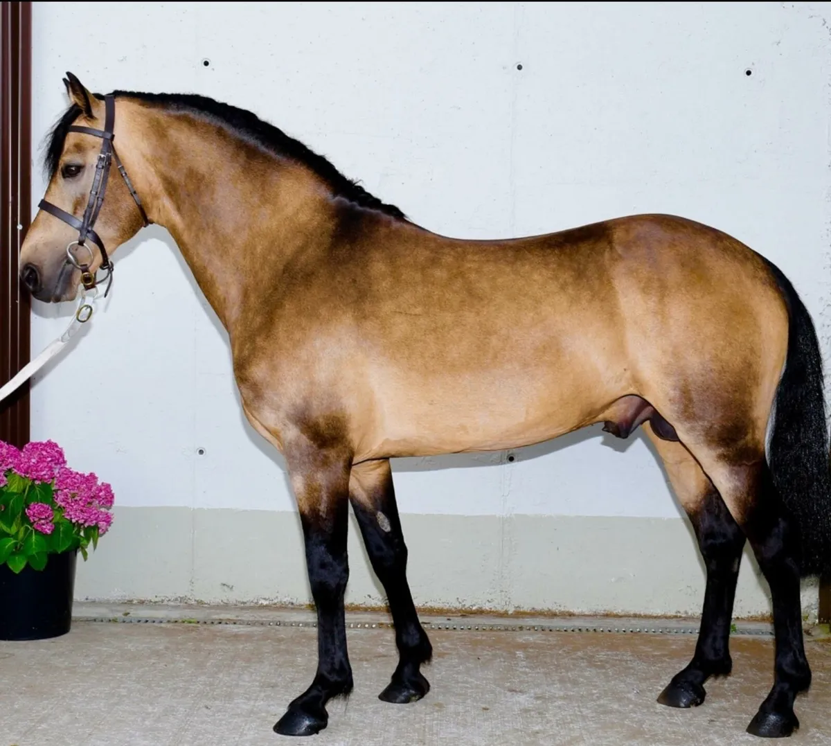 Class 1 Dun Connemara Stallion - Image 2