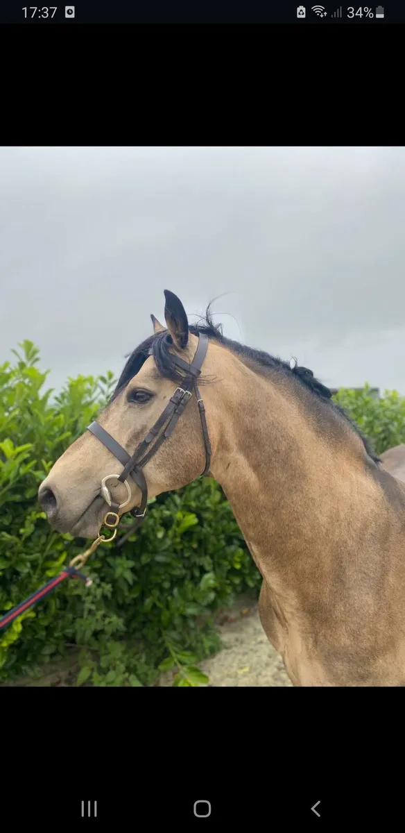 Class 1 Dun Connemara Stallion - Image 3