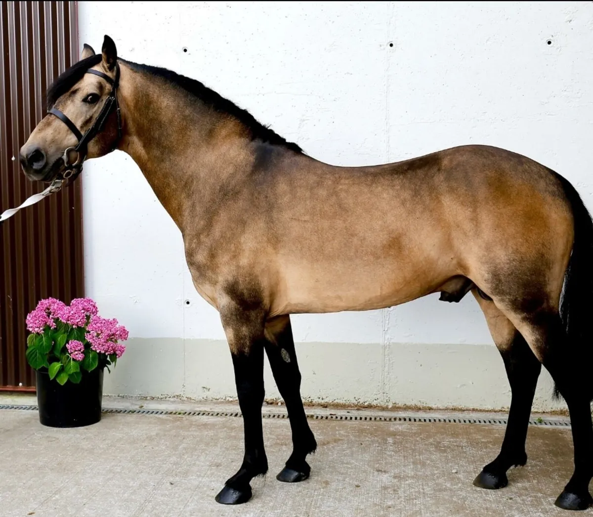 Class 1 Dun Connemara Stallion - Image 4