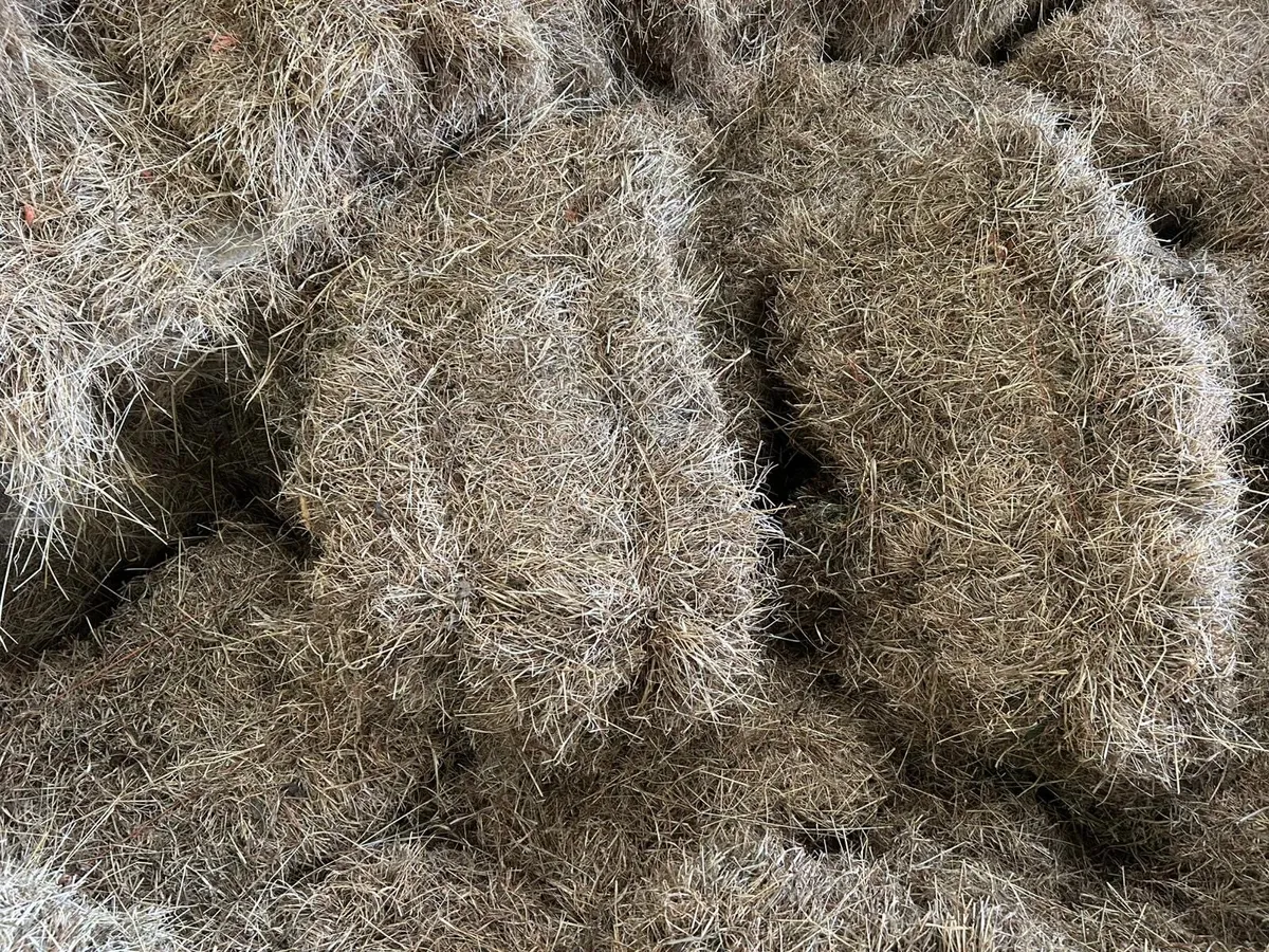 Square Bales Of Hay - Image 1