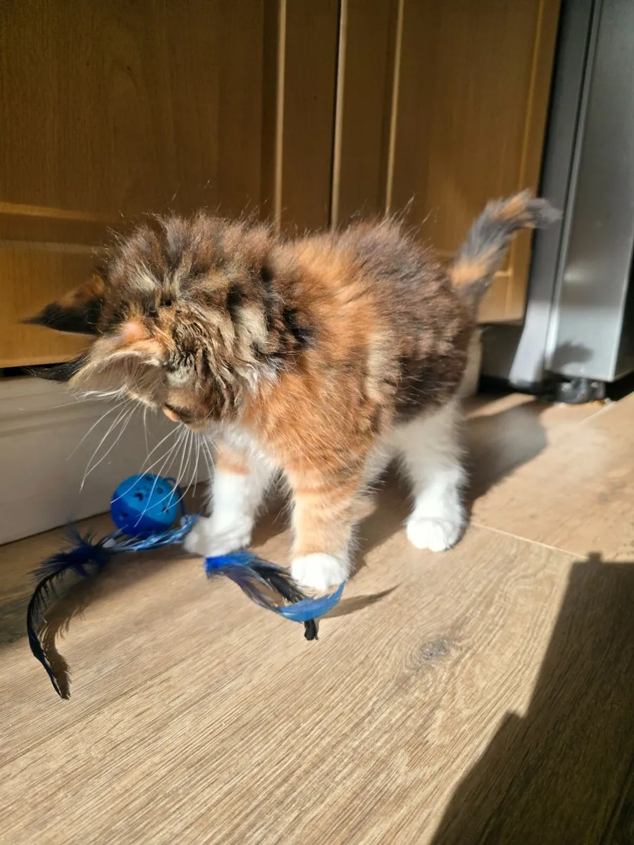 Maine Coon kittens - Image 4