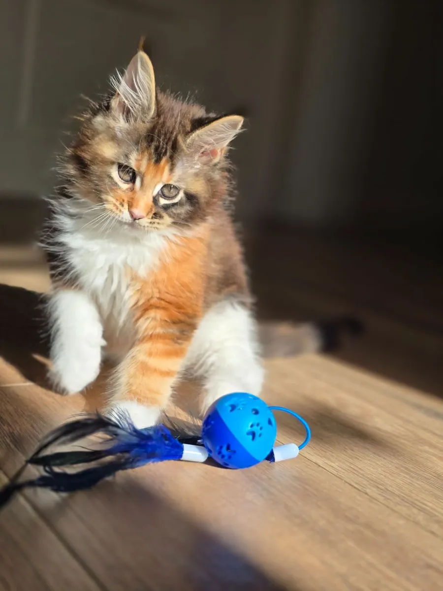 Maine Coon kittens - Image 1