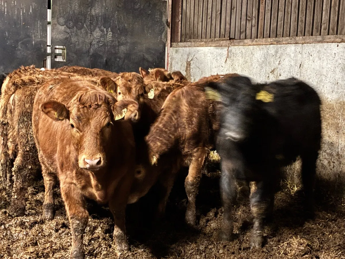 15 super limousine heifers for sale - Image 3