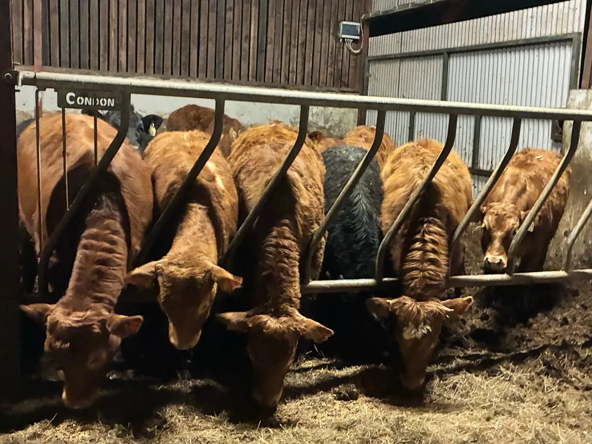 15 super limousine heifers for sale - Image 1