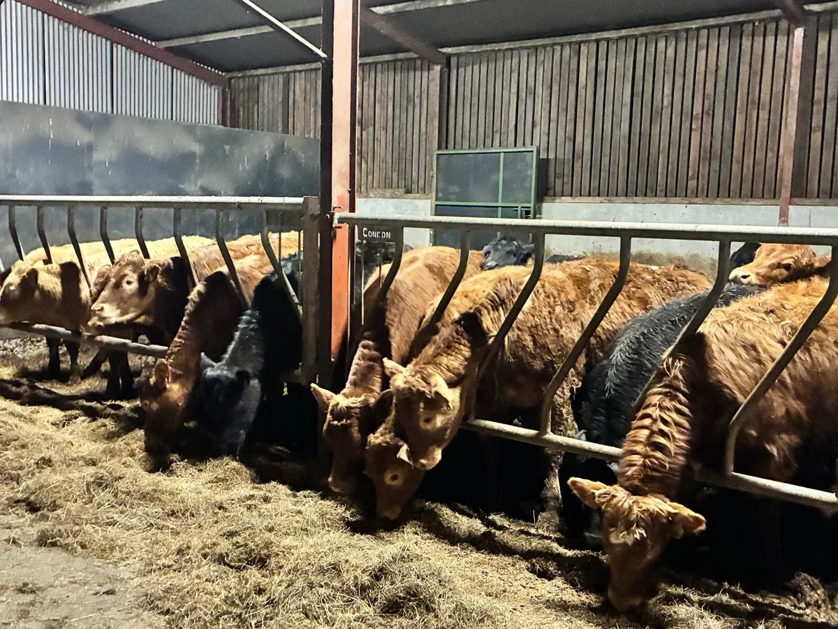 15 super limousine heifers for sale - Image 2