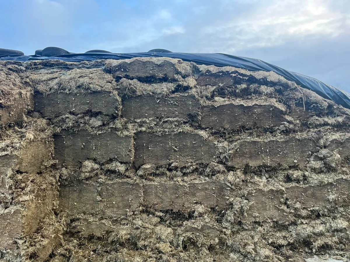 First cut pit silage - Image 1