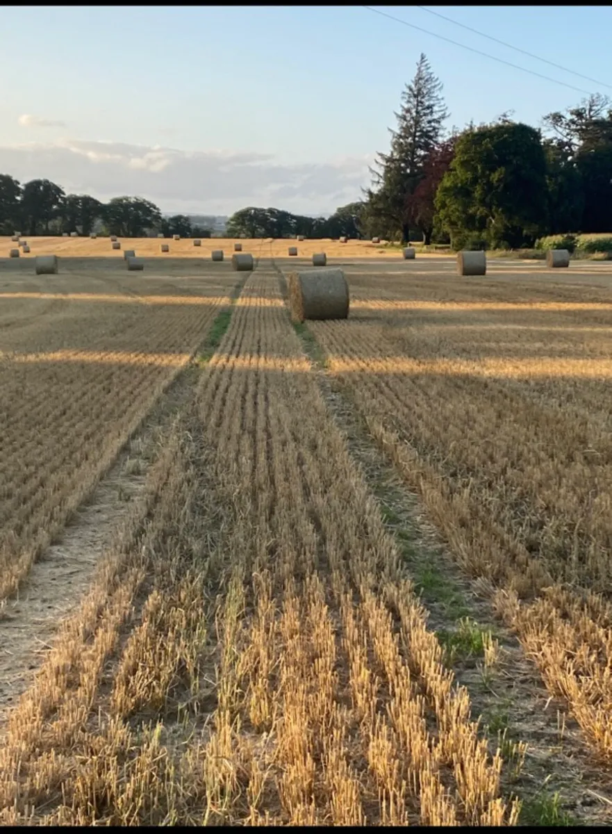 spring barley straw - Image 1
