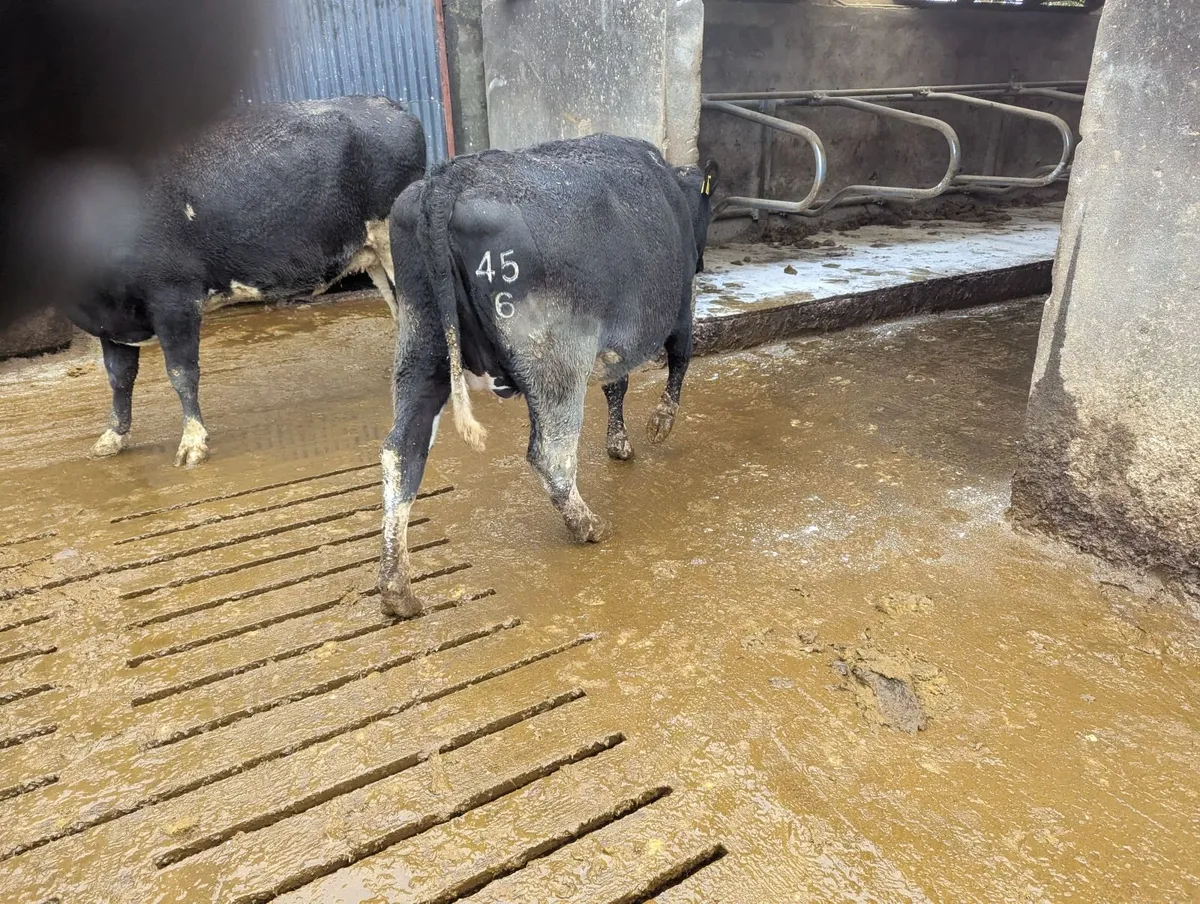 In calf heifers - Image 2