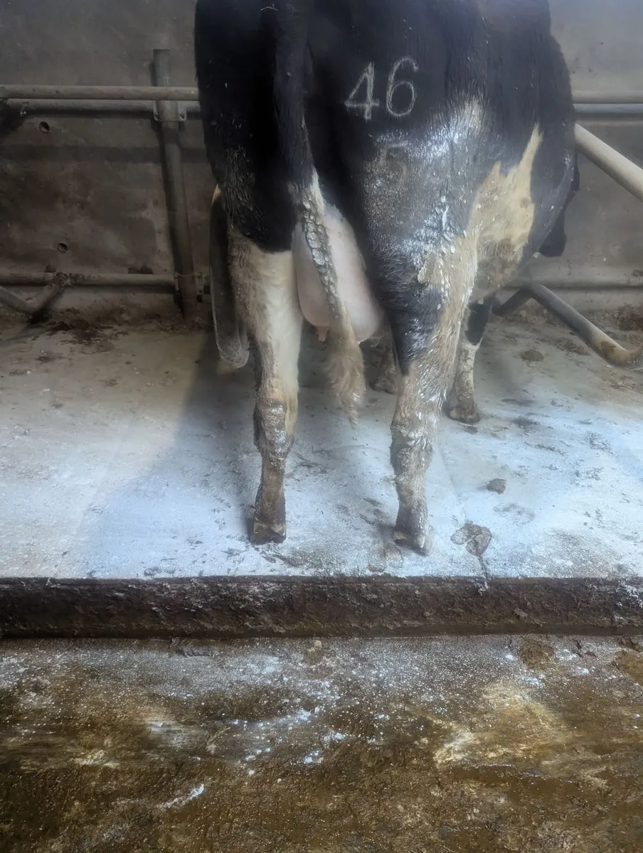 In calf heifers - Image 3