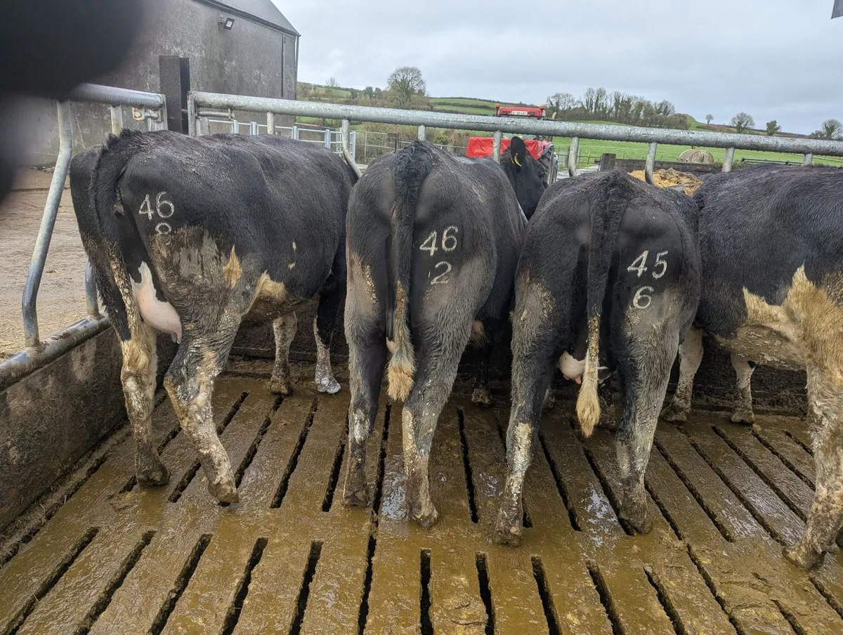 In calf heifers - Image 4