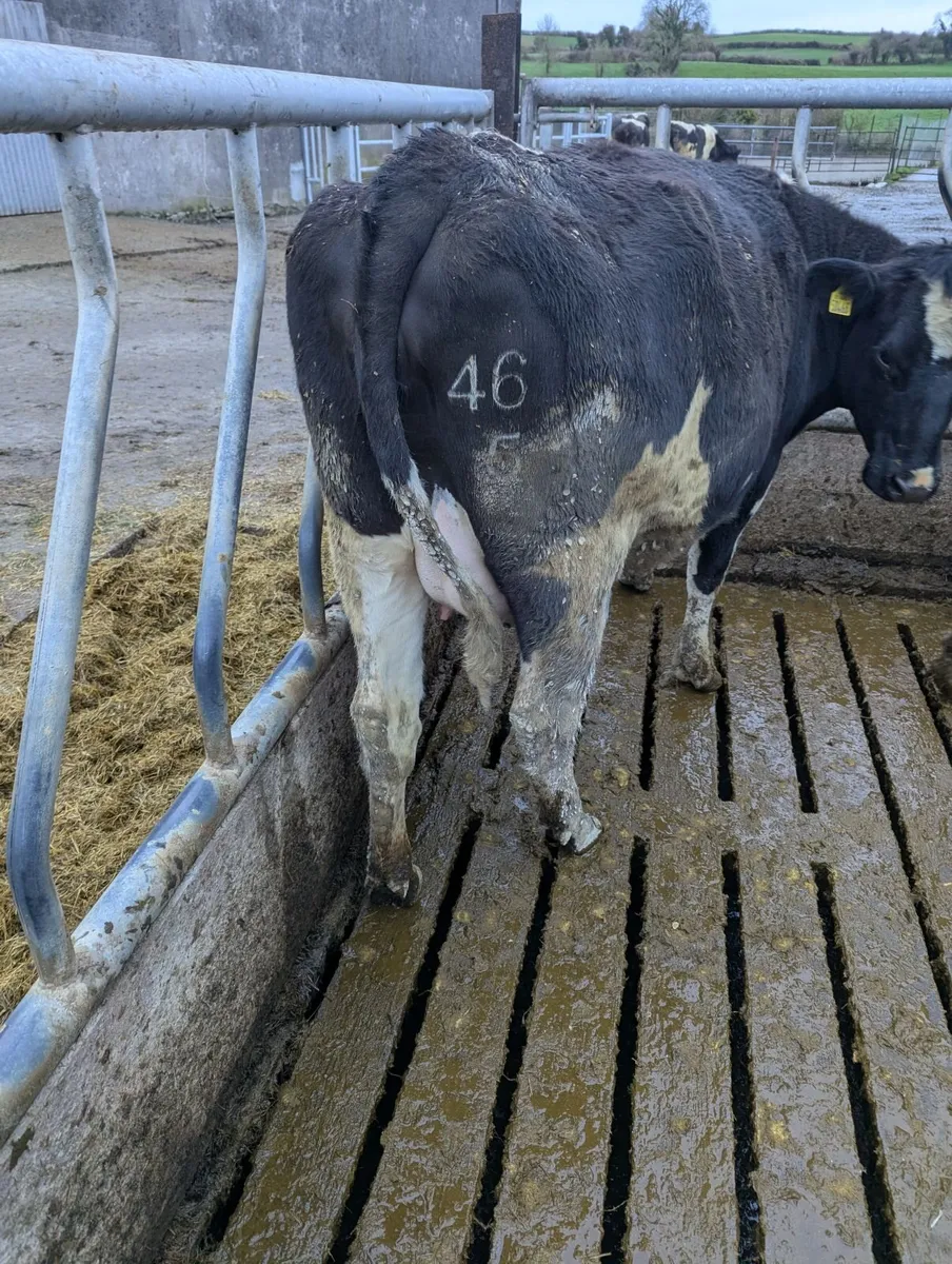 In calf heifers - Image 1