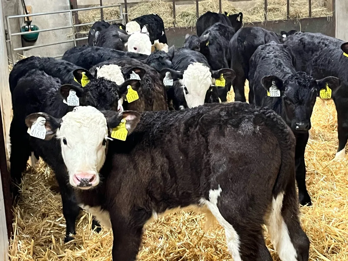 17 Serious Angus & Hereford Bull Calves - Image 1