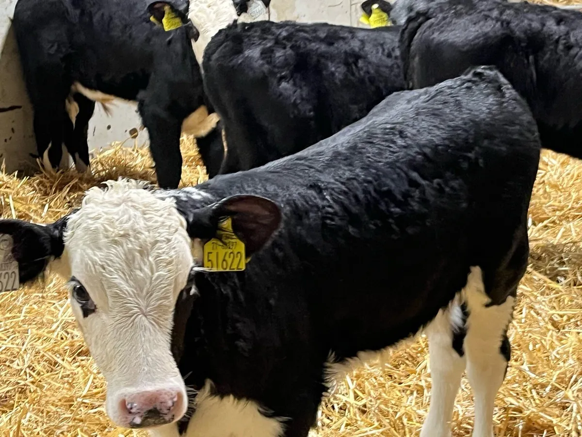 17 Serious Angus & Hereford Bull Calves - Image 4